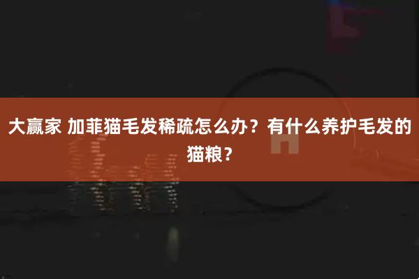 大赢家 加菲猫毛发稀疏怎么办？有什么养护毛发的猫粮？